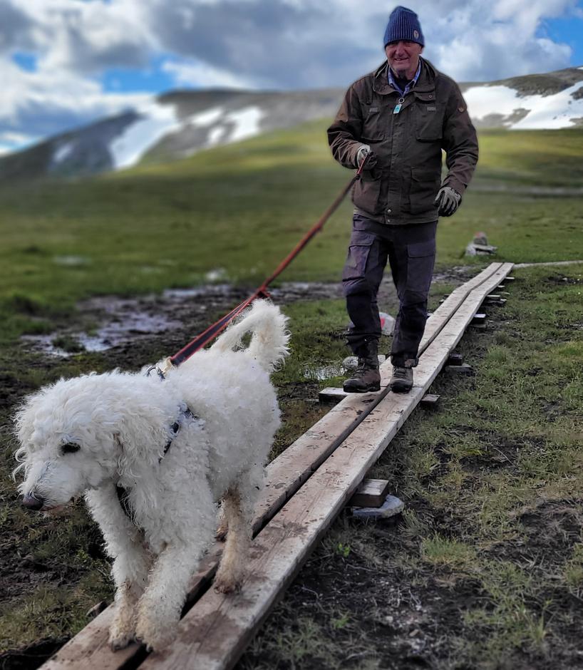 En mann med en hvit hund i bånd går langs treklopper over en myr